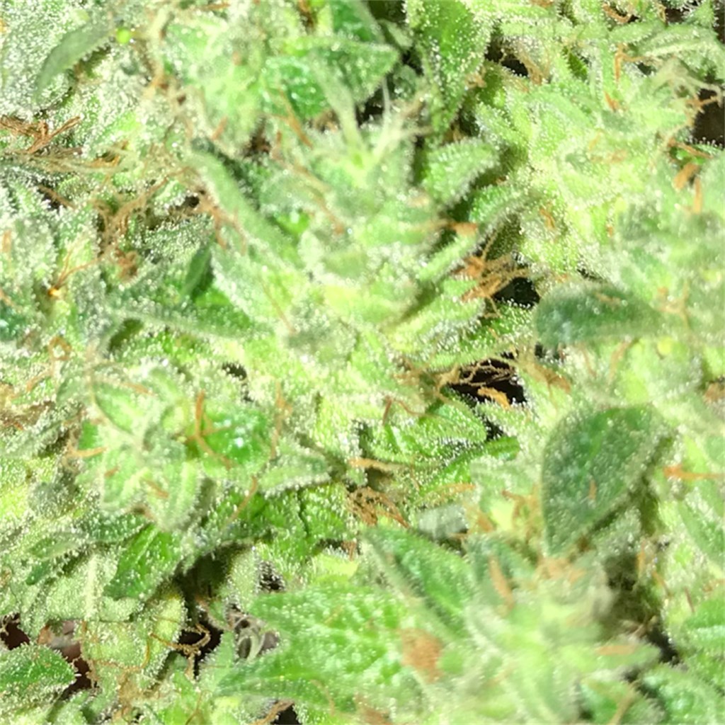 GG4