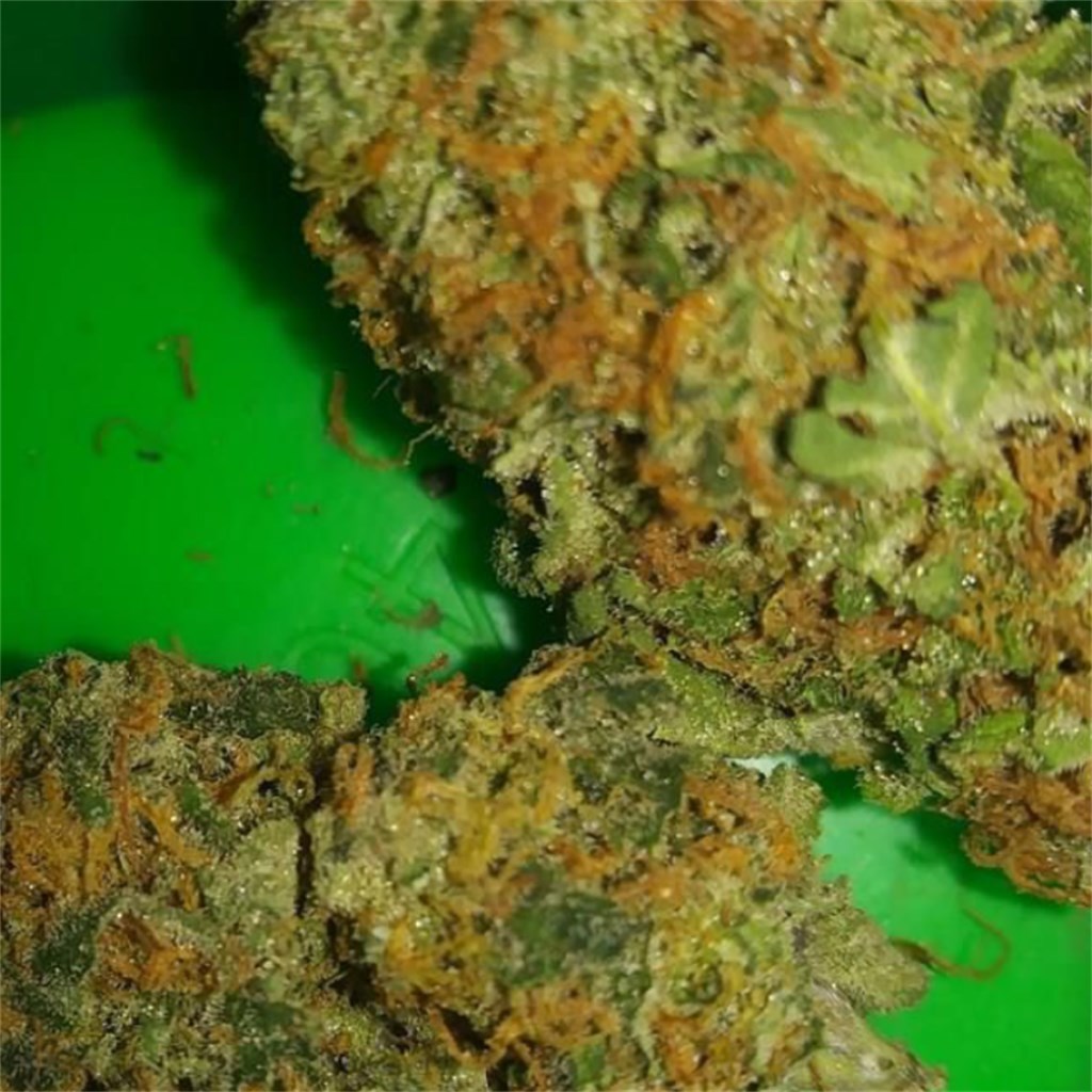 Gorilla Grips