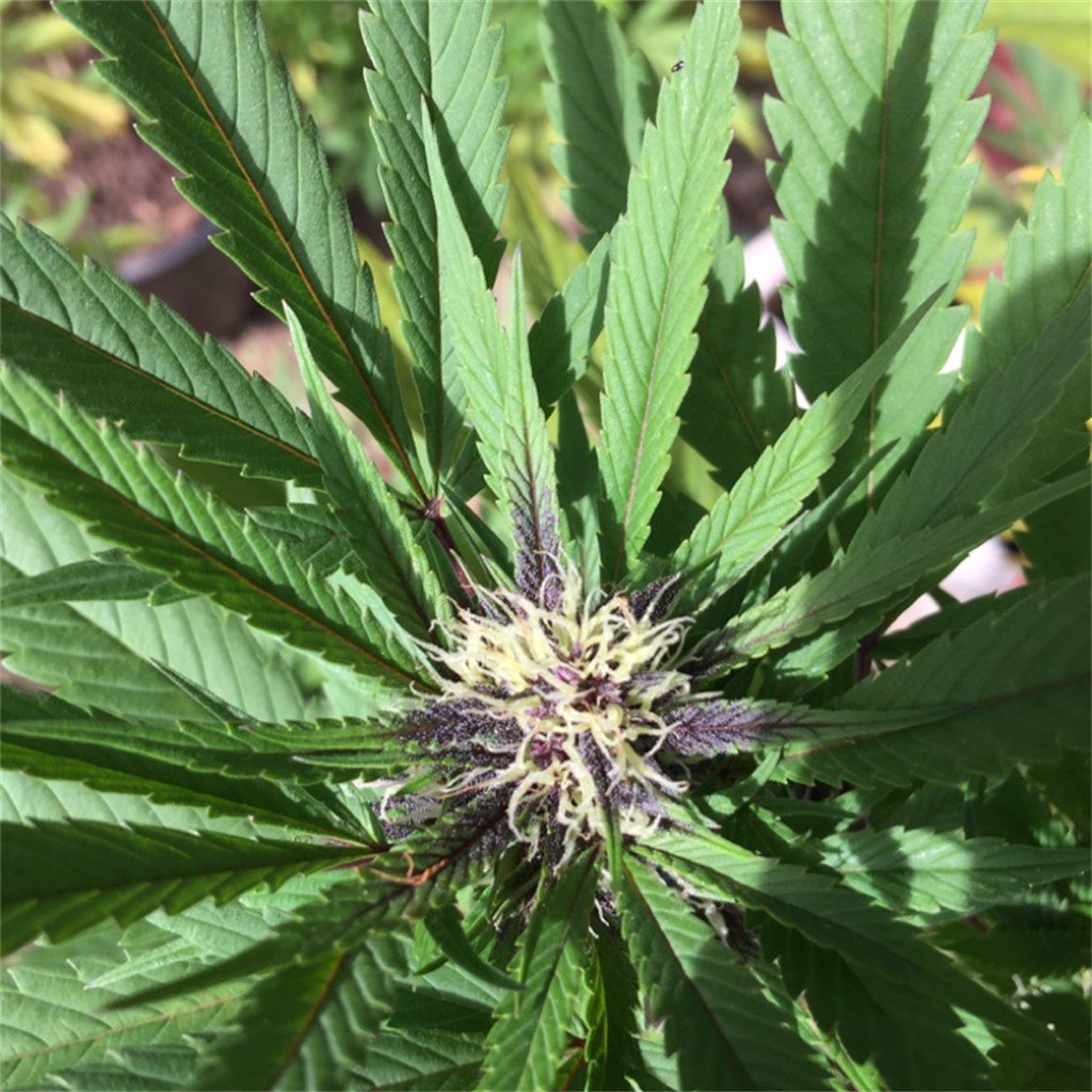 True Terpenes: Grandaddy Purple Profile Strain | Leafly