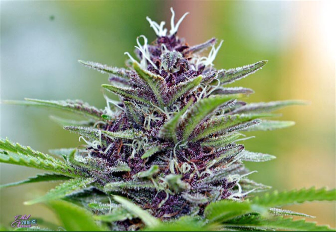 Grape Calyx