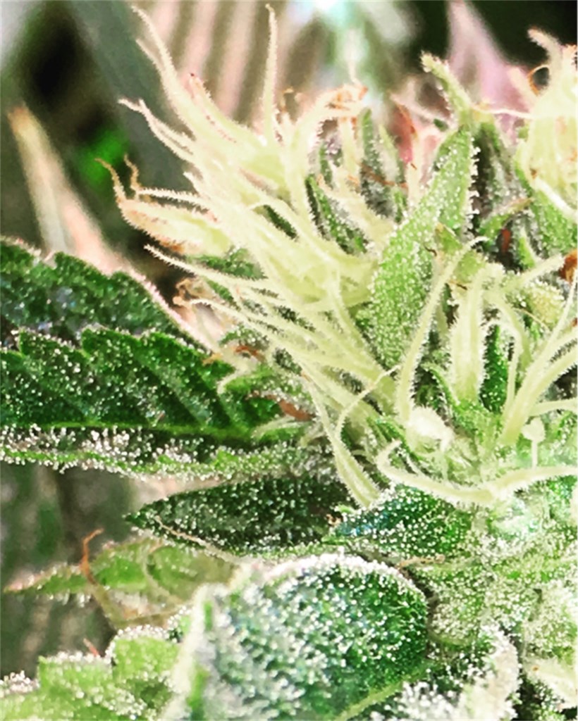 Foto de la variedad Grape Kush