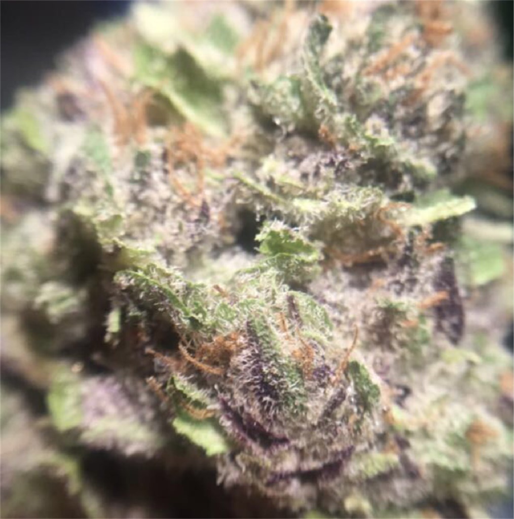 Grape OX