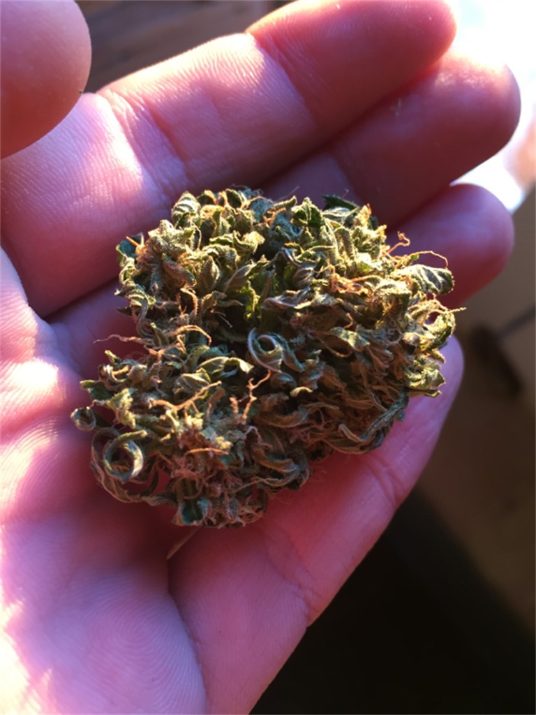 Grapefruit Haze
