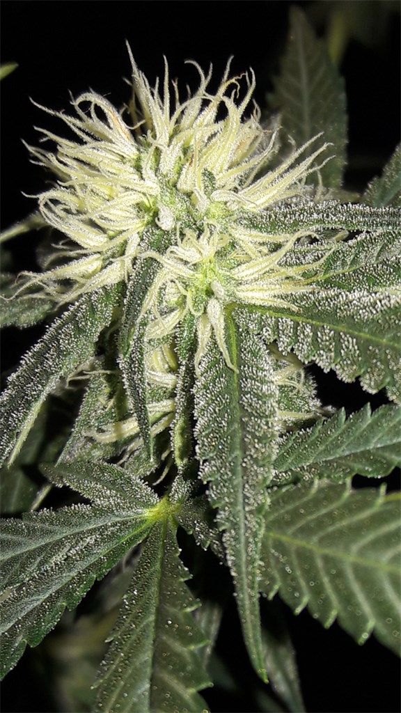 Foto de la variedad Grapefruit