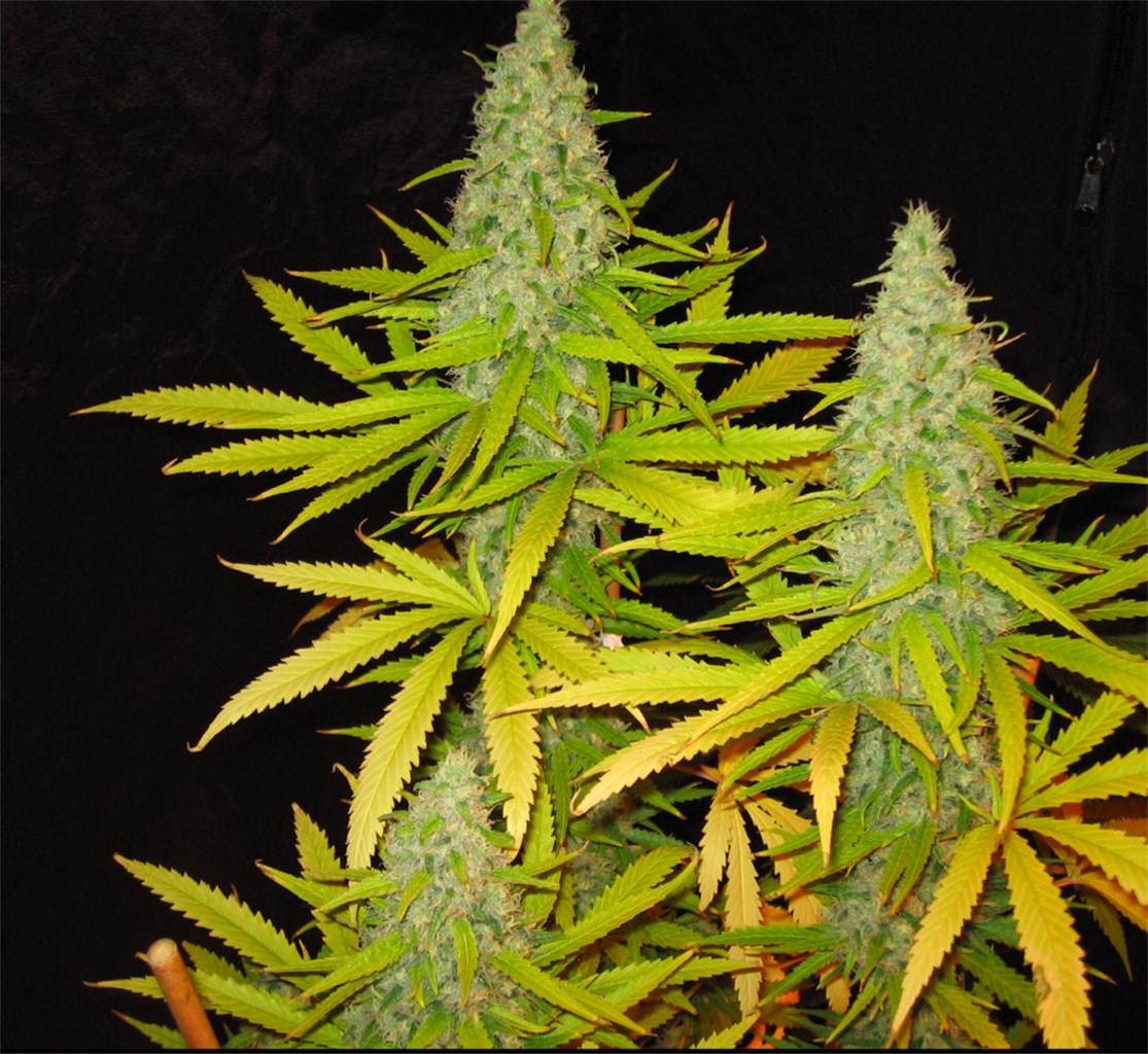 Foto de la variedad Great White Shark