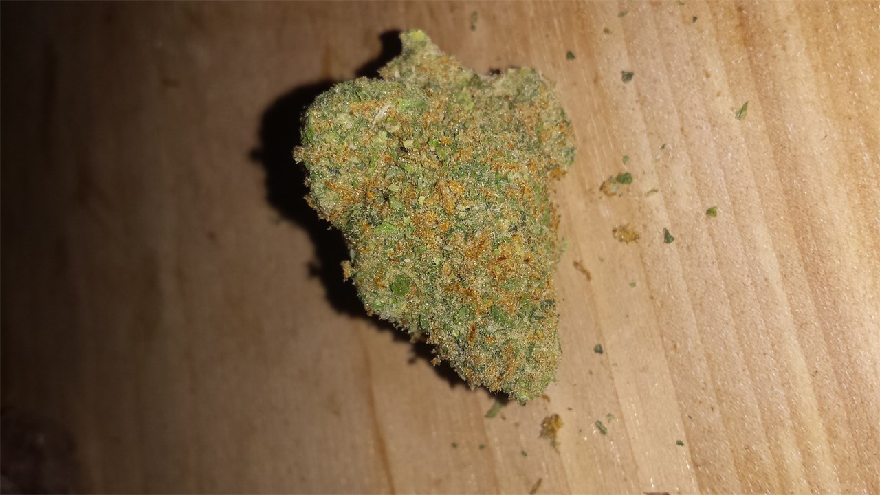 Great White Shark