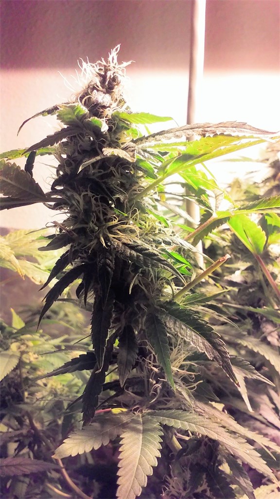 Green Crack Extreme