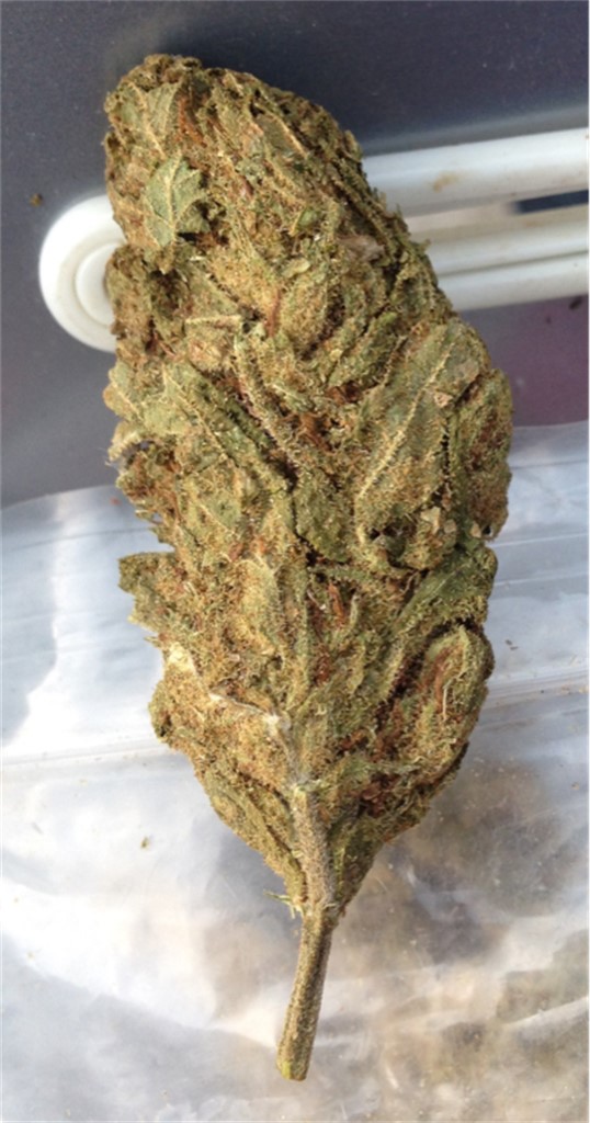 Foto de la variedad Green Haze