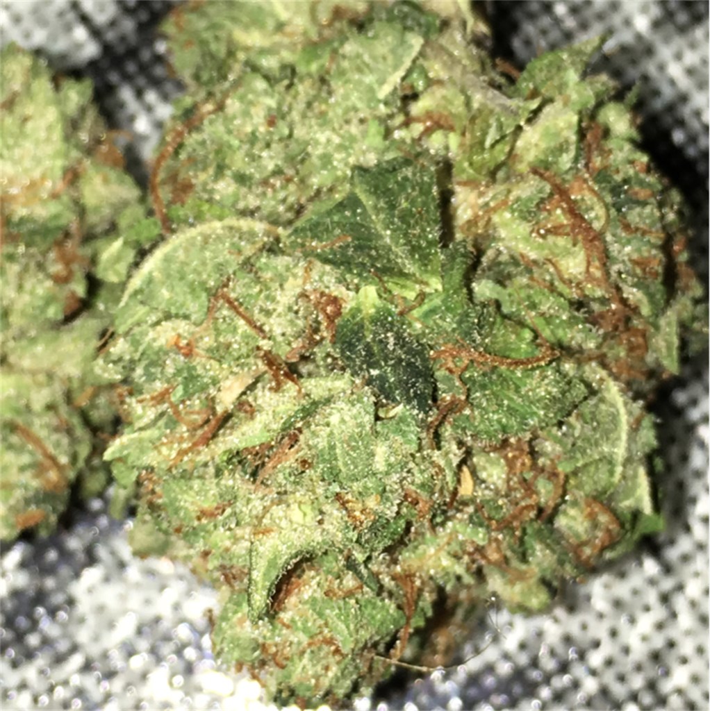 Green Hornet