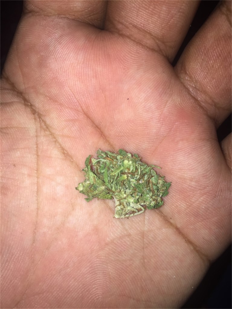 Foto de la variedad Green Lantern