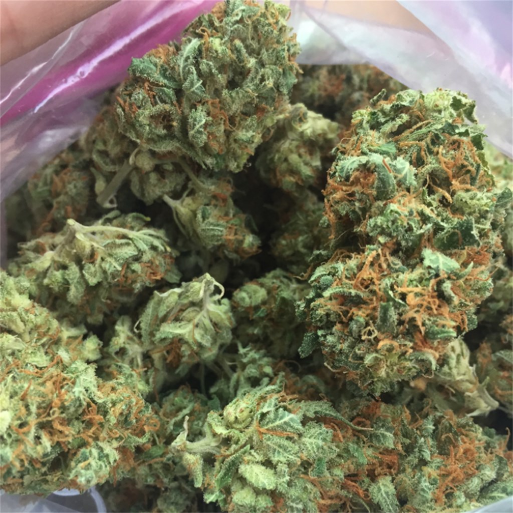 Foto de la variedad Green Love Potion