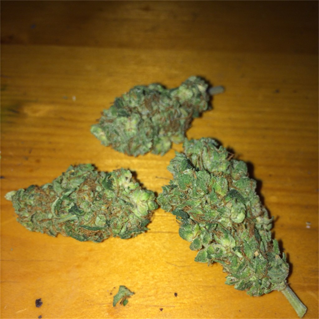 Foto de la variedad Green Mango