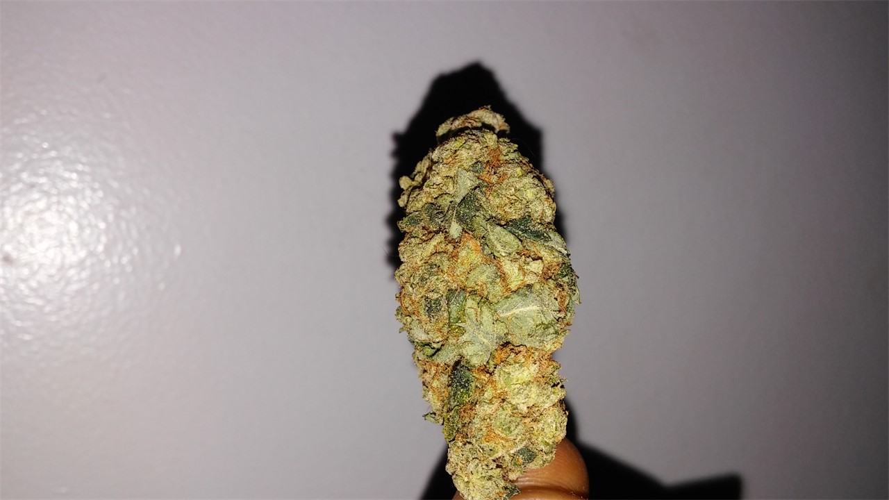 Foto de la variedad Grilled Cheese