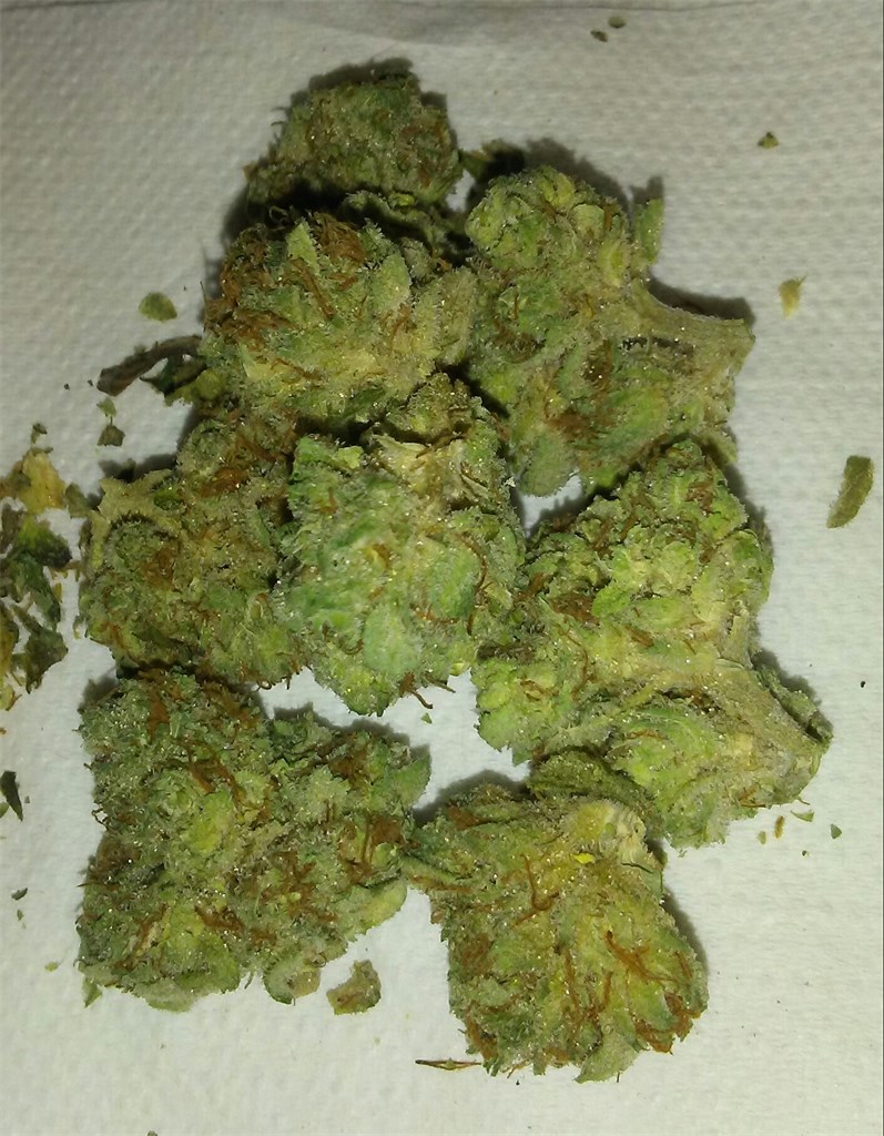 Foto de la variedad Grimmdica