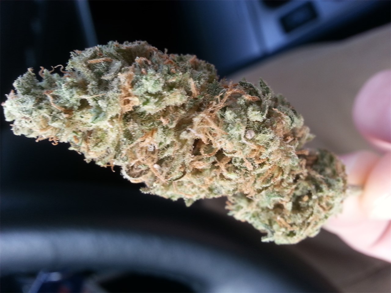 Foto de la variedad Guava Chem