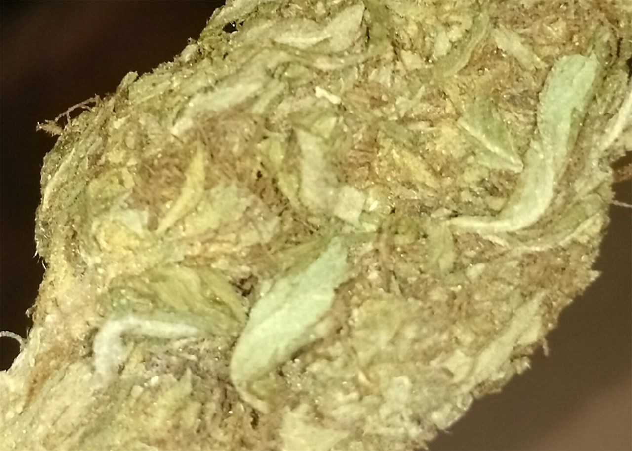 Guava Kush