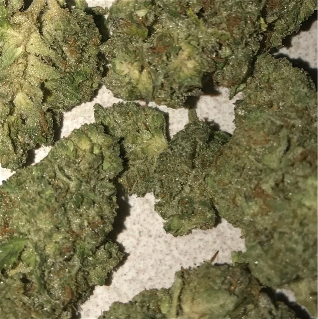 Foto de la variedad Guptilla