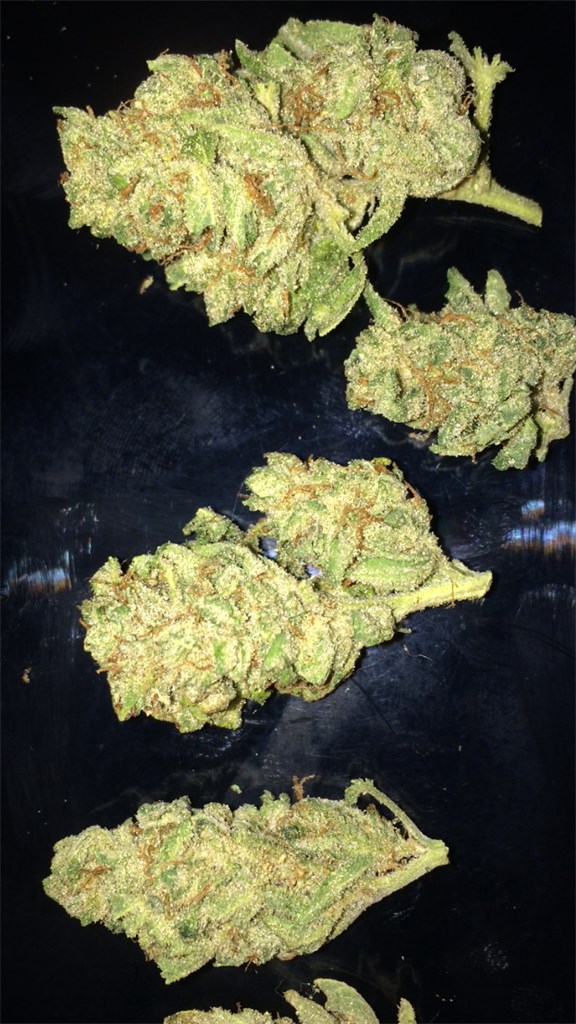 Foto de la variedad Gutbuster