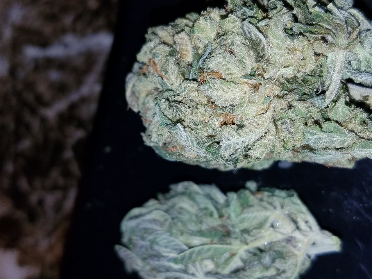 Foto de la variedad Hammerhead