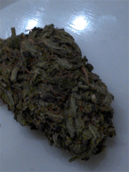 Foto de la variedad Haoma