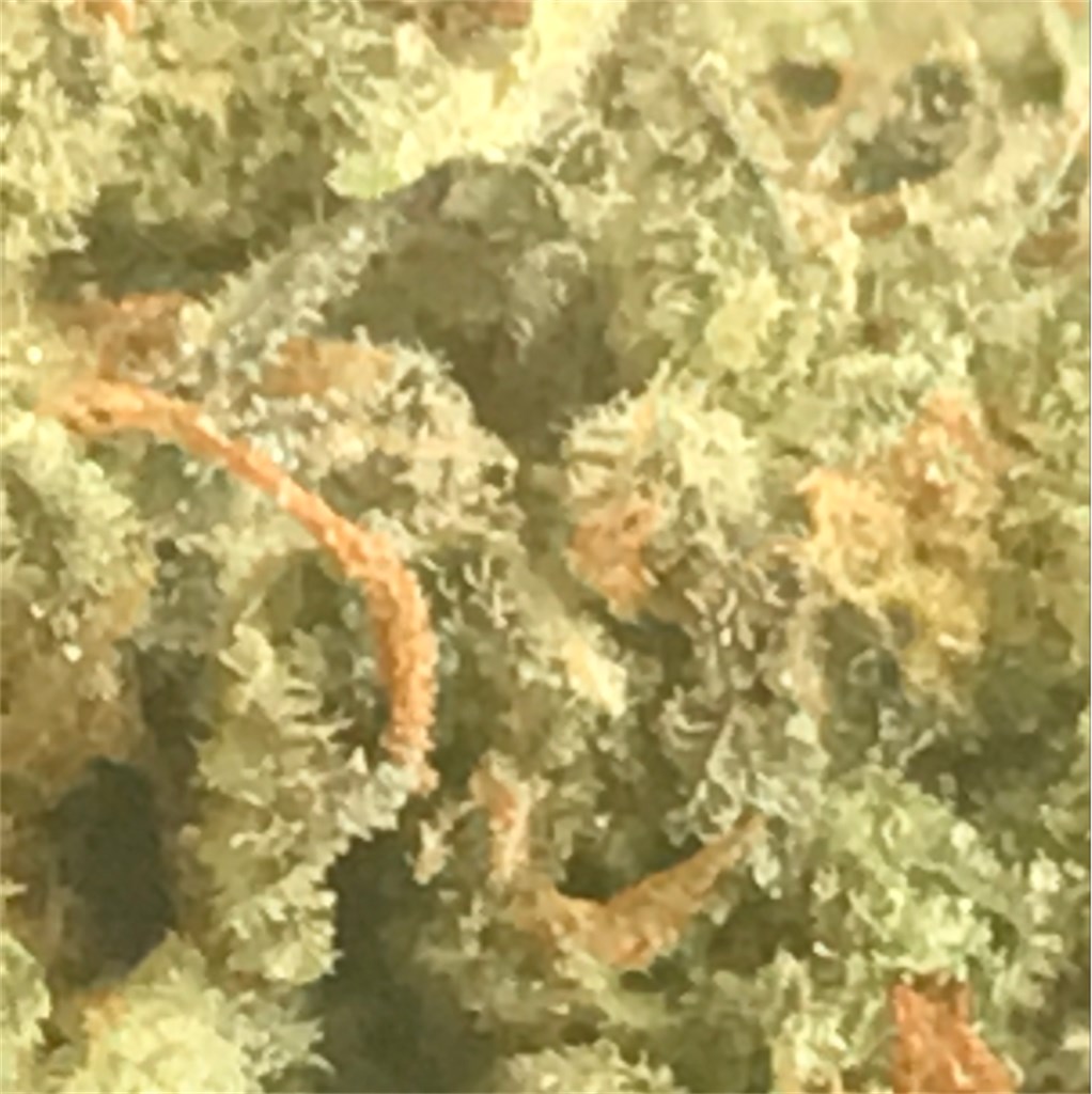 Foto de la variedad HashPlant