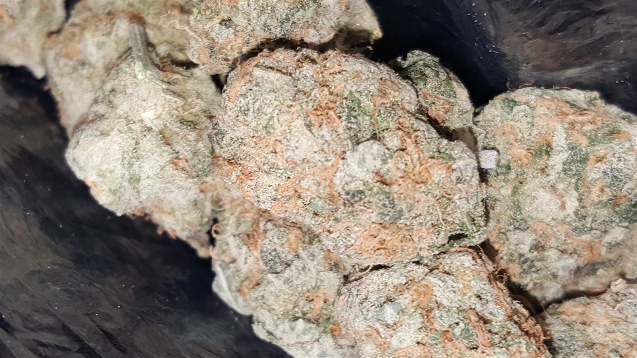 Hawaiian Dream
