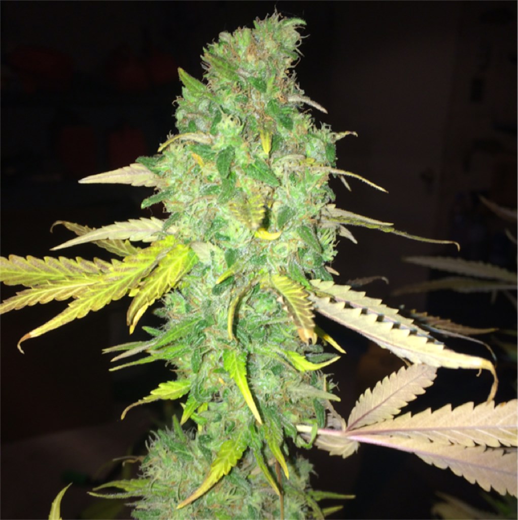 Hawaiian Mayan Gold