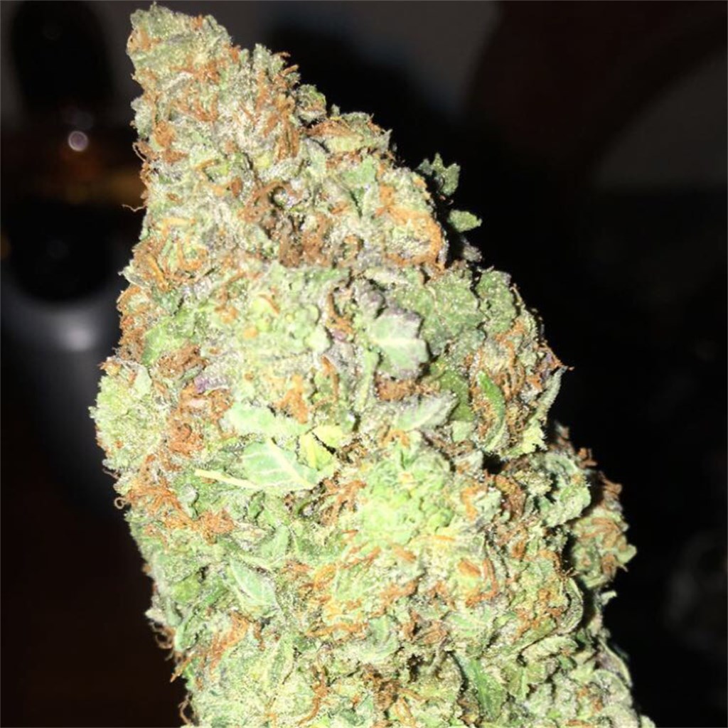 Foto de la variedad Hawaiian Sunrise