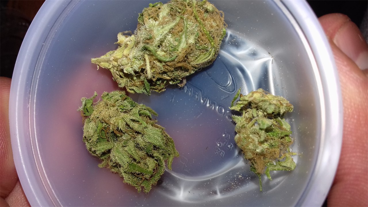 Haze Berry