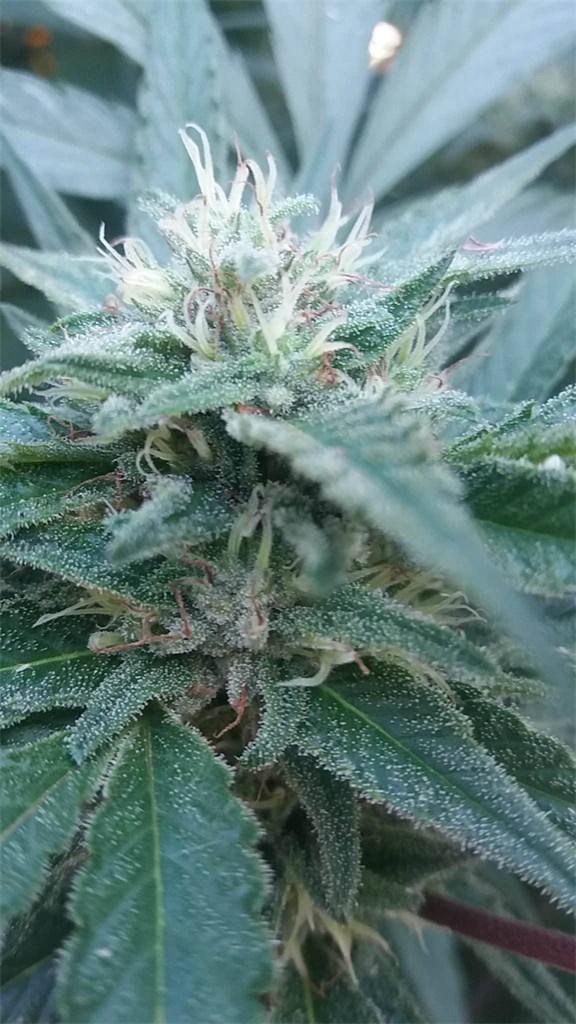 Foto de la variedad Hemlock