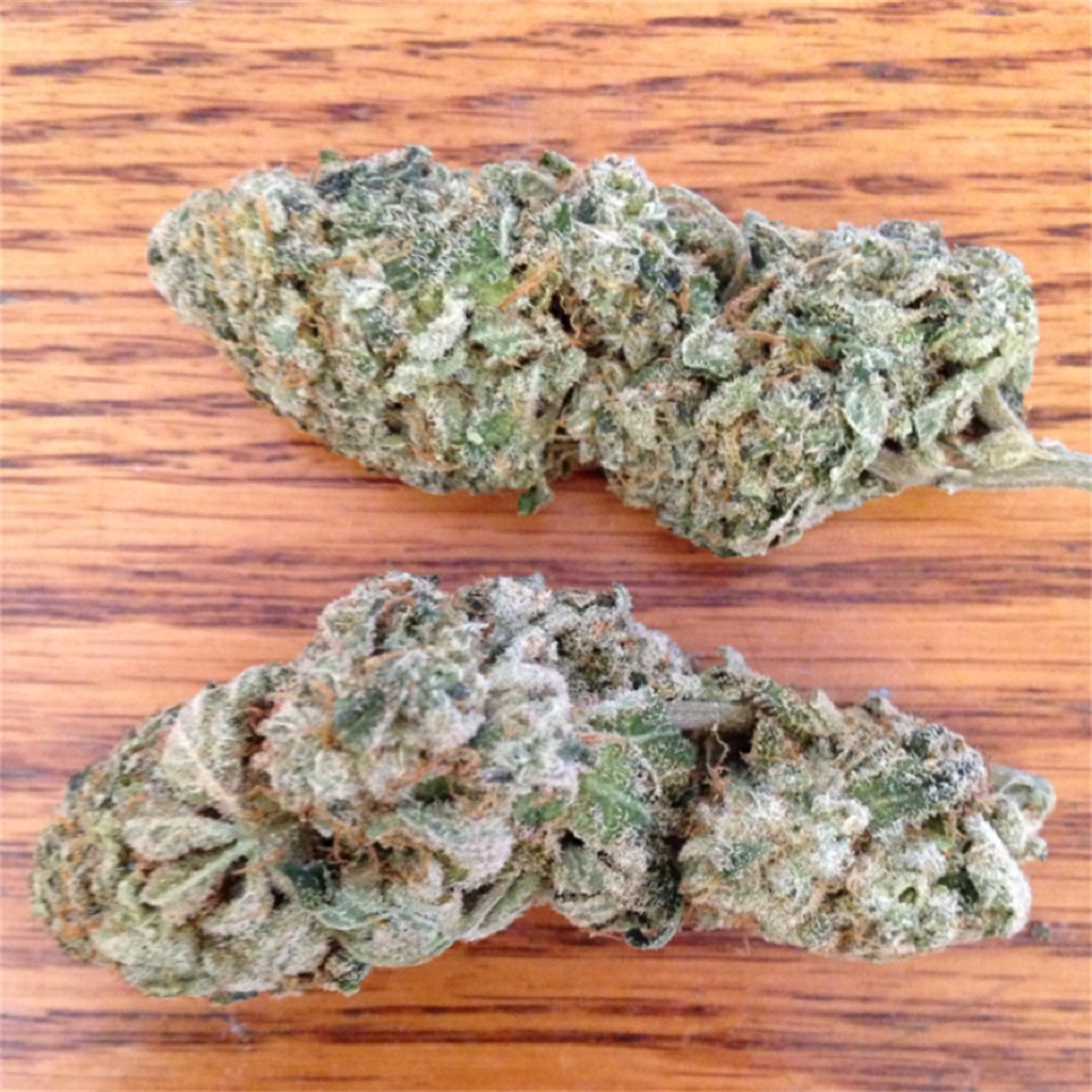 Foto de la variedad Hempstar