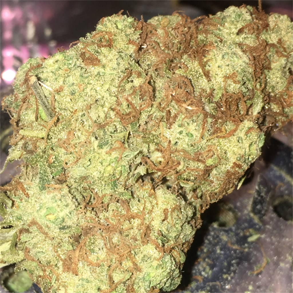 Foto de la variedad Hindu Kush Skunk