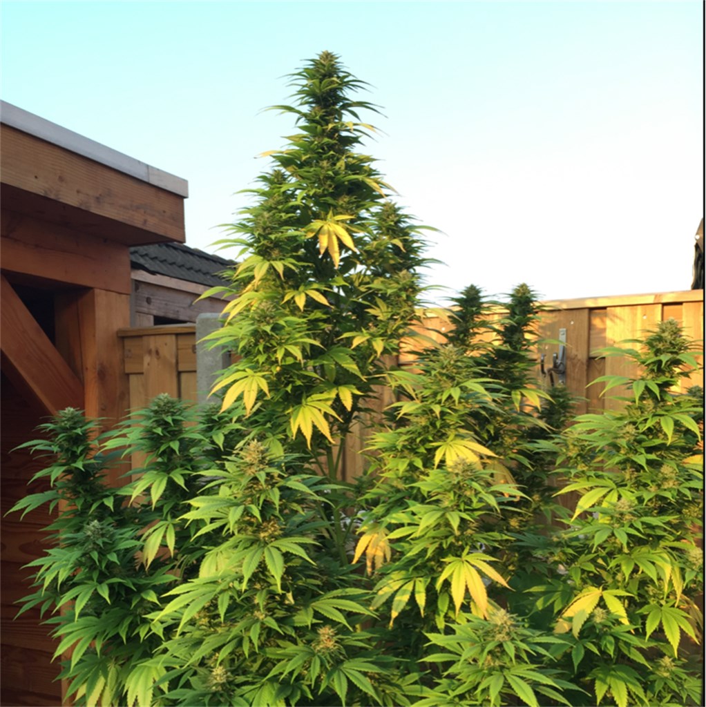 Foto de la variedad Hollands Hope