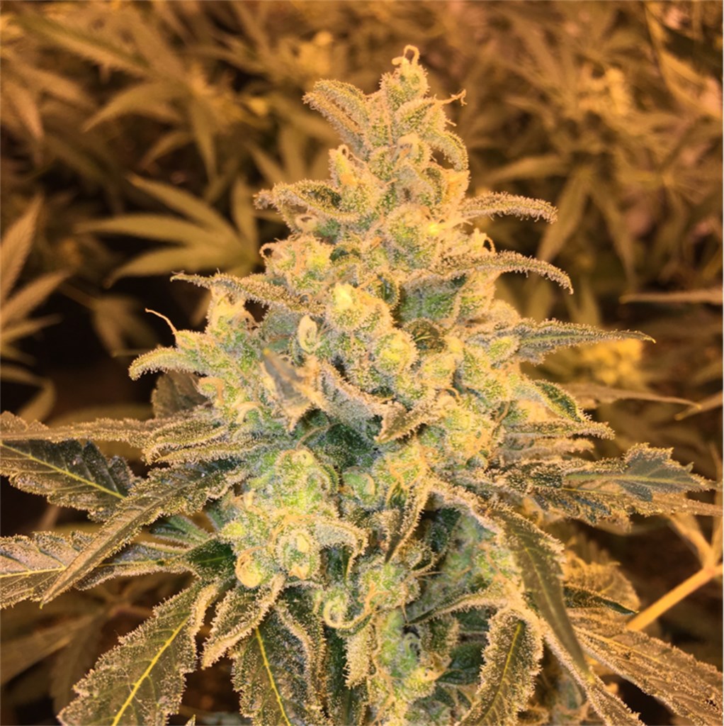 Foto de la variedad Honey Bananas