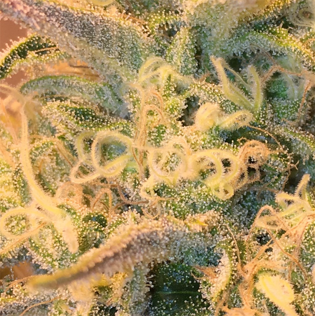 Honey Bananas