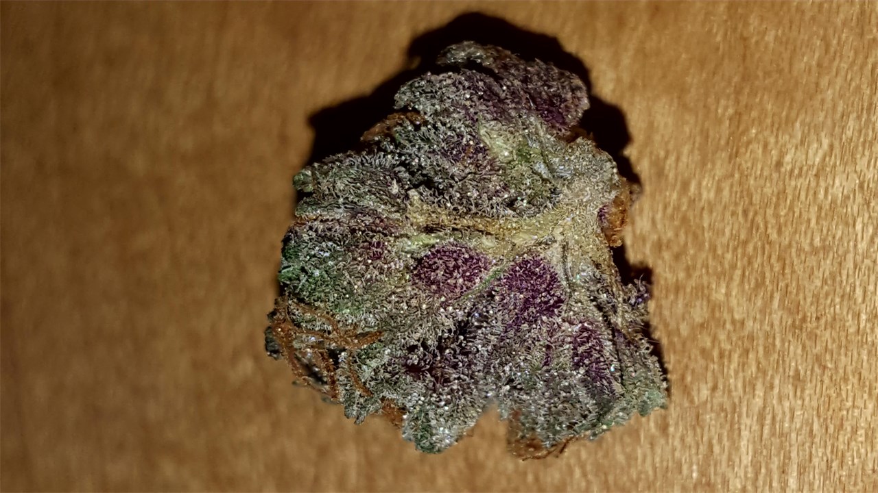 Humboldt Dream
