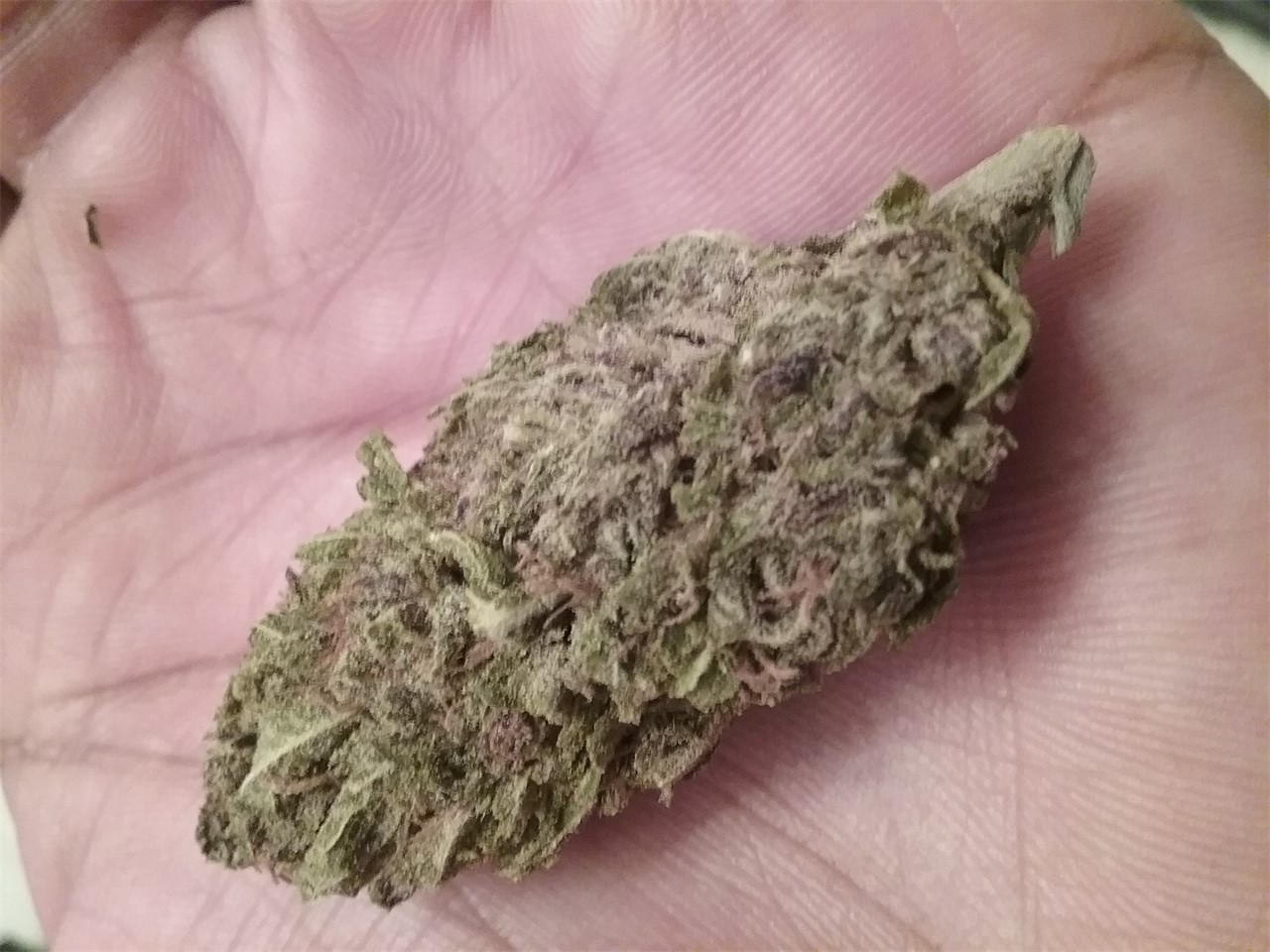 Humboldt Headband