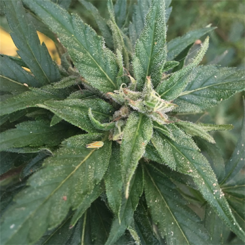 Foto de la variedad I 95