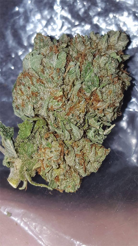 Foto de la variedad Ice Wreck