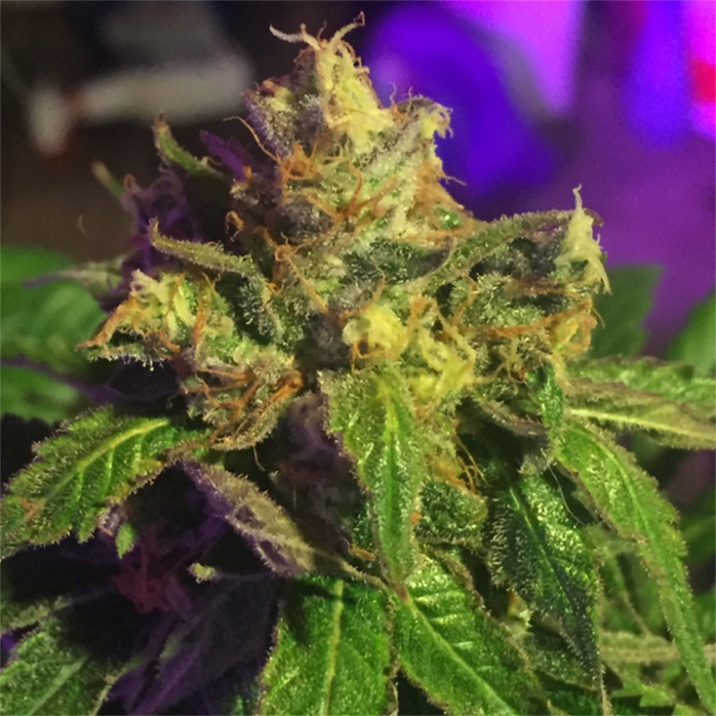 Foto de la variedad ICE