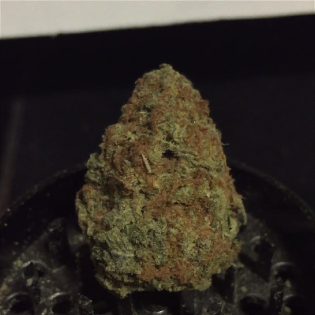 Iced Widow