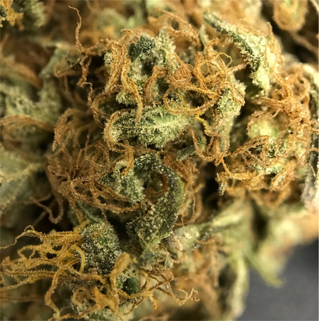 Foto de la variedad The Incredible Bulk