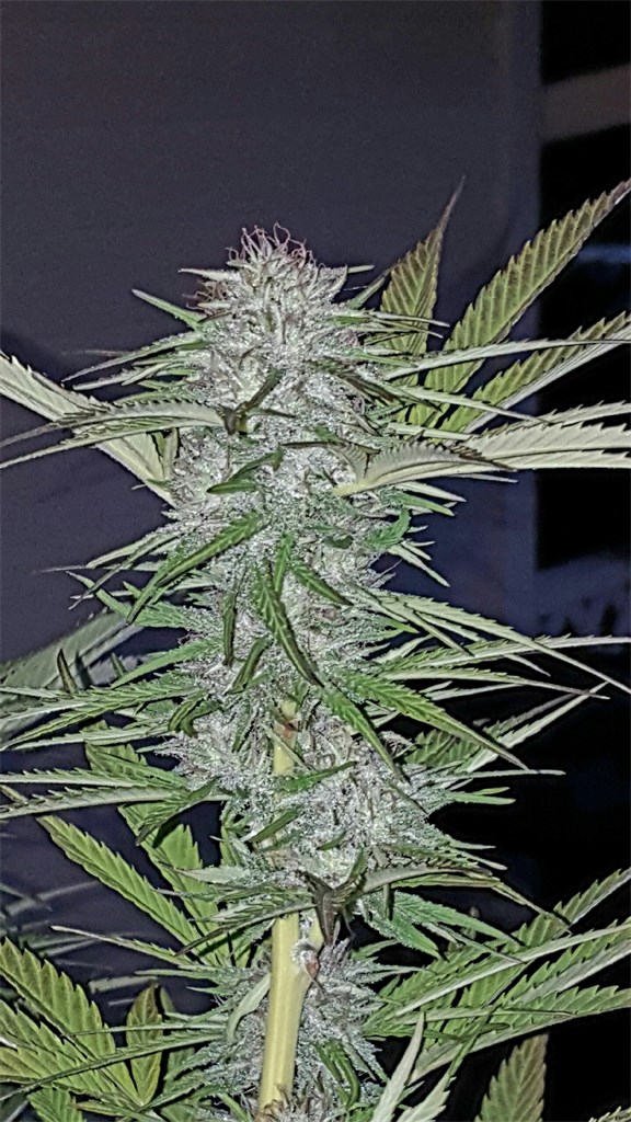 Foto de la variedad Jack's Dream