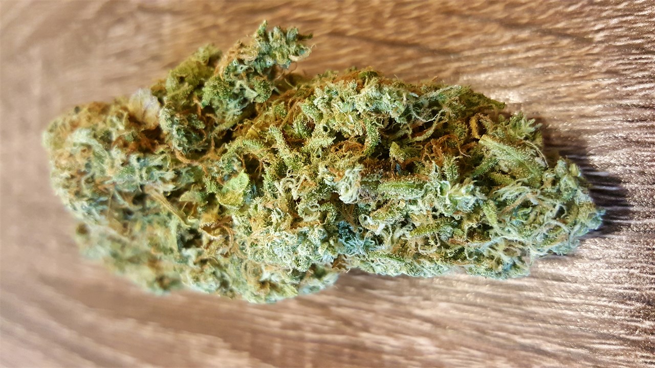 Foto de la variedad Jack Skellington