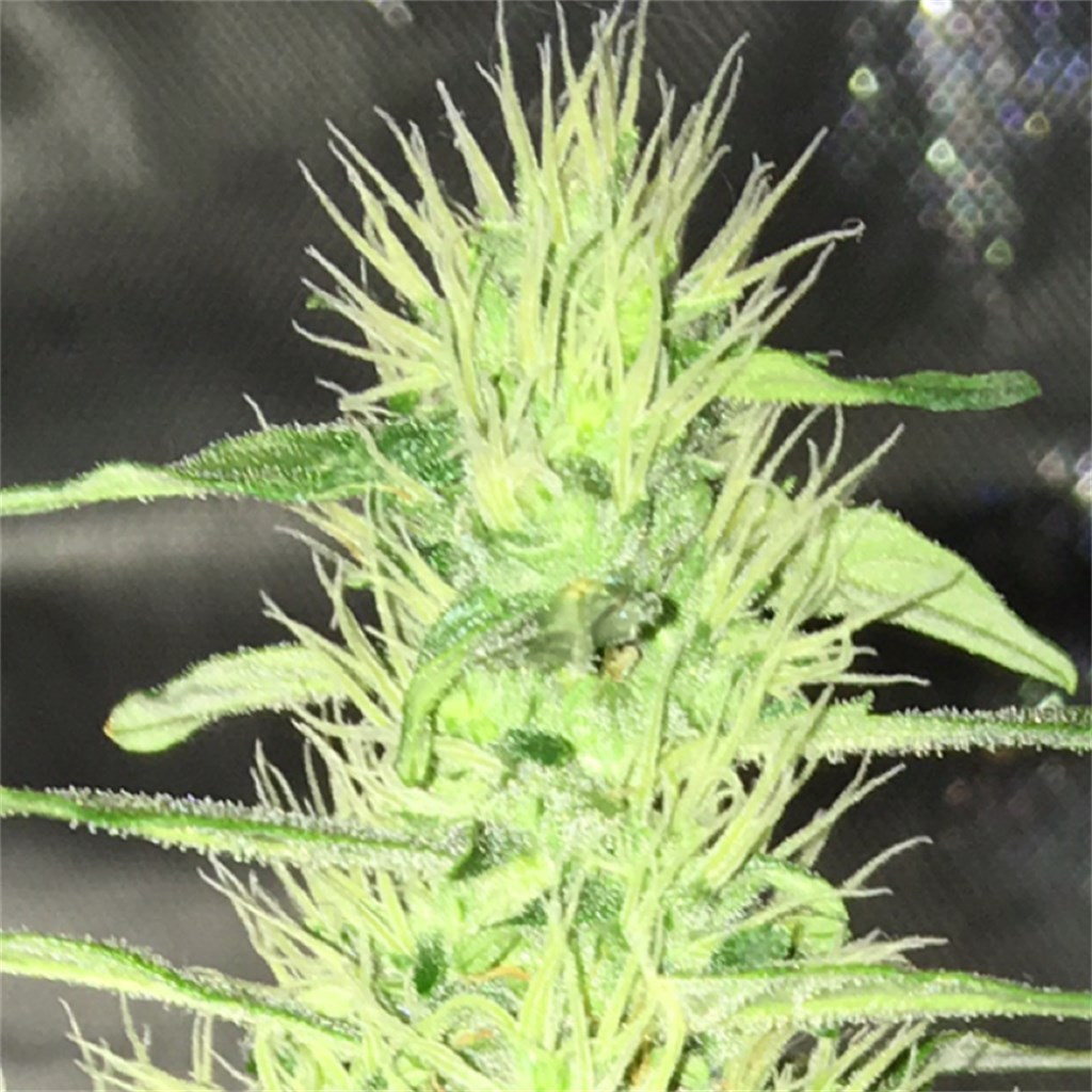 Foto de la variedad Jack Widow