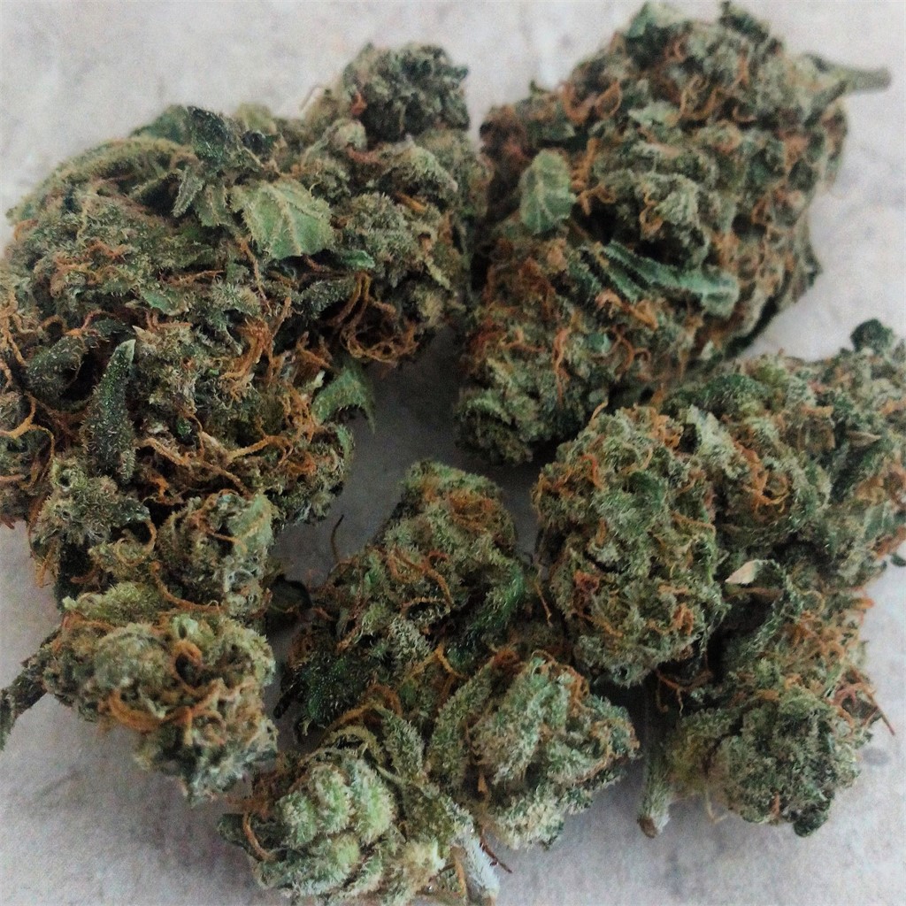 Foto de la variedad Jack Wreck