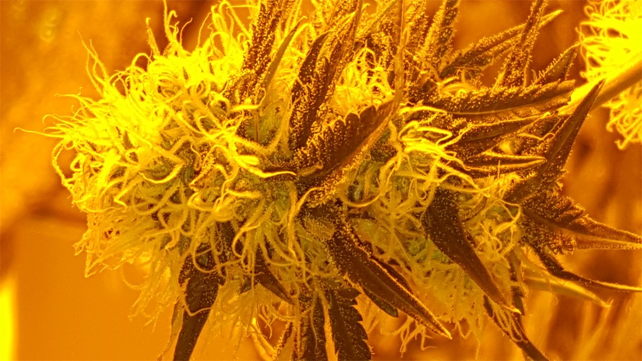 Foto de la variedad White Jack
