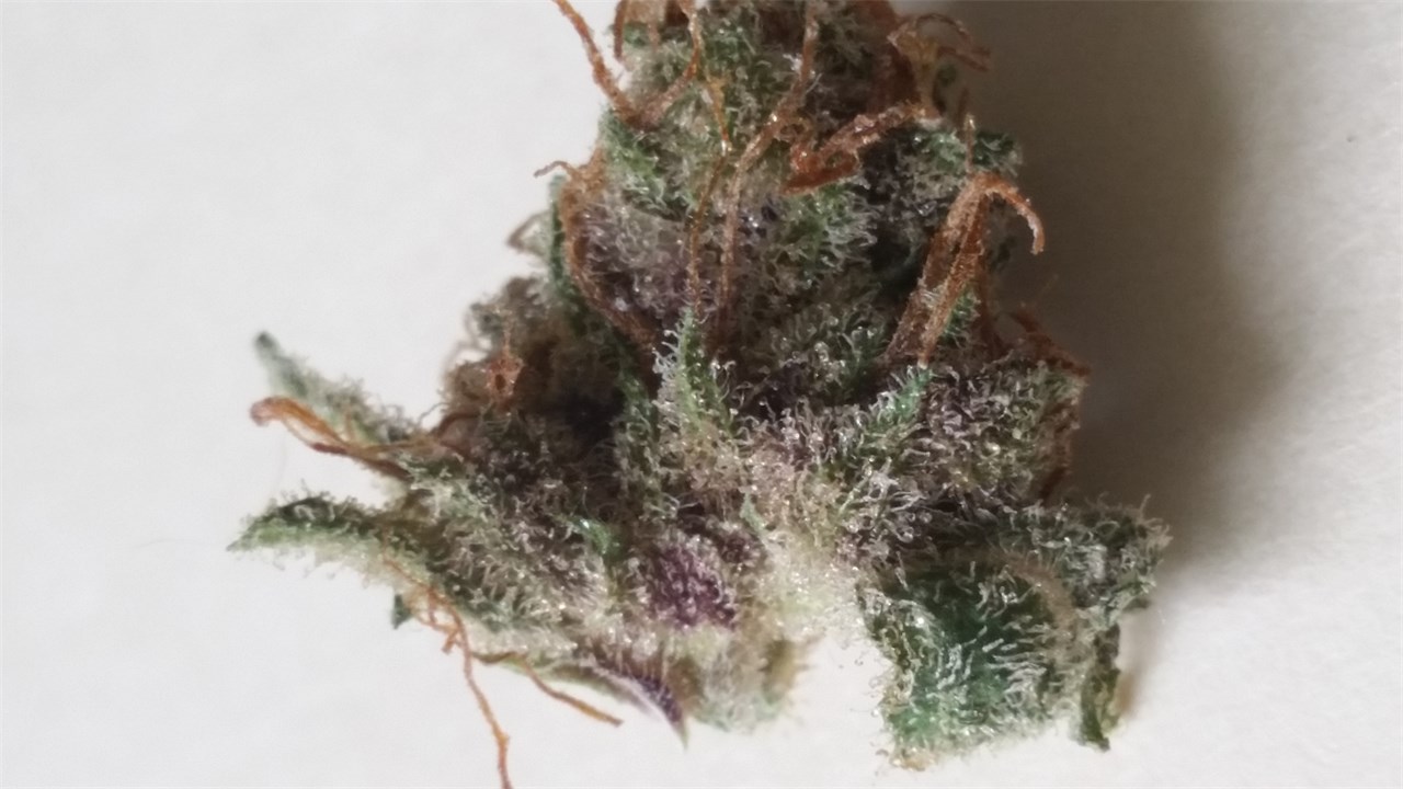Jamaican Dream