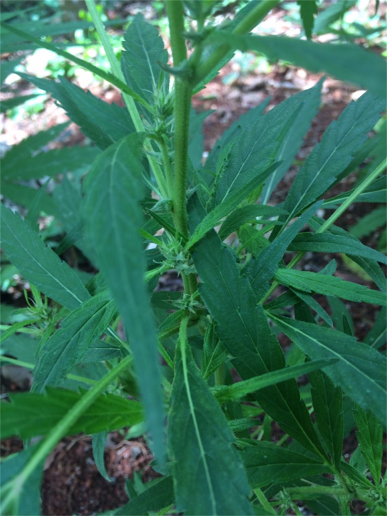 Jamaican Pearl