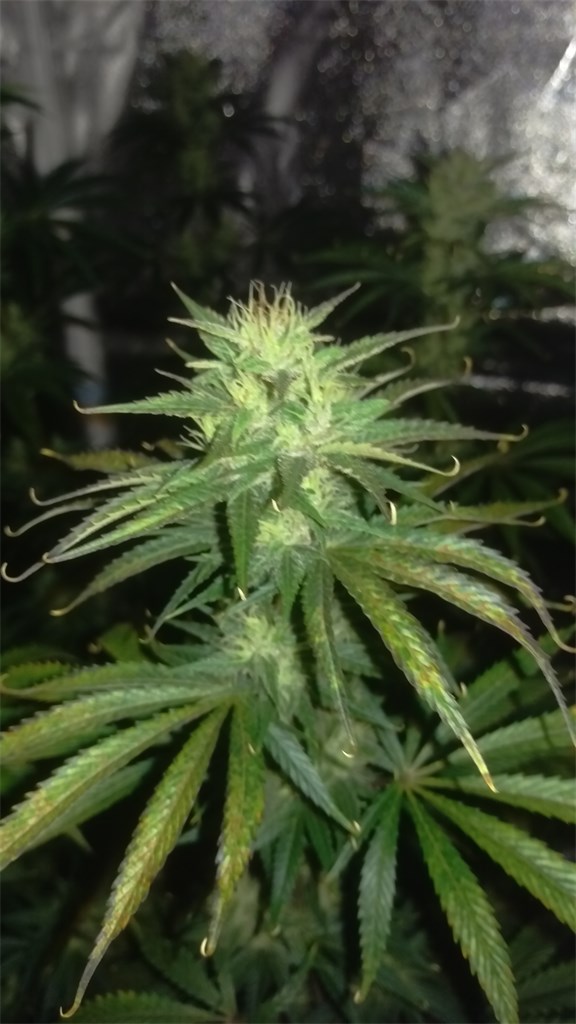 Foto de la variedad Jesus